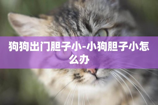 狗狗出門膽子小-小狗膽子小怎么辦