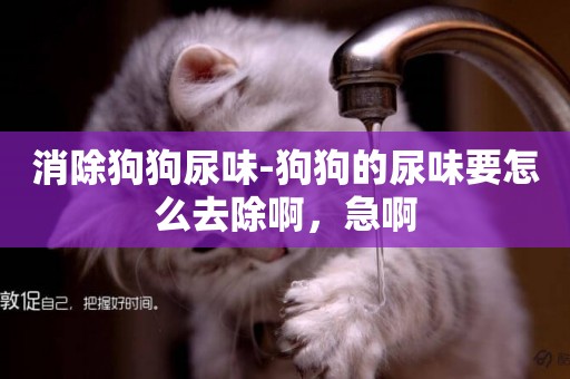 消除狗狗尿味-狗狗的尿味要怎么去除啊，急啊