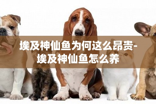 埃及神仙魚為何這么昂貴-埃及神仙魚怎么養