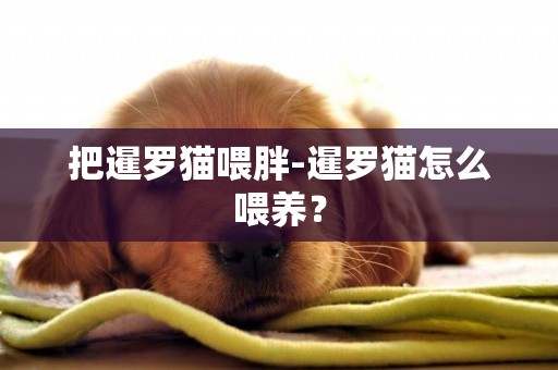 把暹羅貓喂胖-暹羅貓怎么喂養？