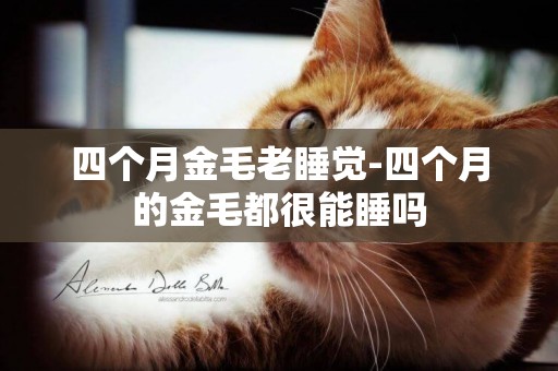 四個月金毛老睡覺-四個月的金毛都很能睡嗎