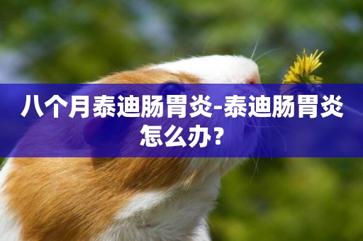 八個月泰迪腸胃炎-泰迪腸胃炎怎么辦？