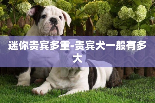 迷你貴賓多重-貴賓犬一般有多大