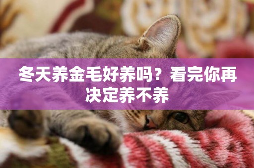 冬天養金毛好養嗎？看完你再決定養不養