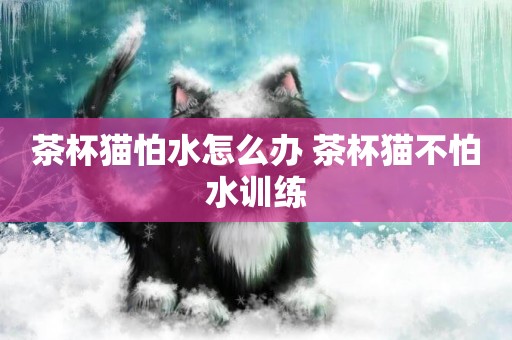 茶杯貓怕水怎么辦 茶杯貓不怕水訓練