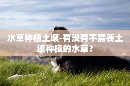 水草種植土壤-有沒有不需要土壤種植的水草？