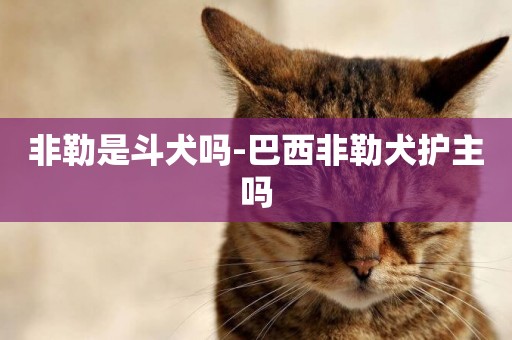 非勒是斗犬嗎-巴西非勒犬護主嗎