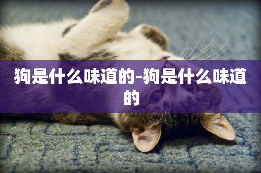 狗是什么味道的-狗是什么味道的