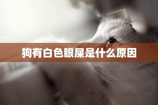 狗有白色眼屎是什么原因