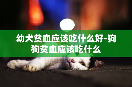 幼犬貧血應該吃什么好-狗狗貧血應該吃什么