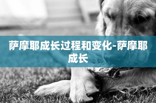 薩摩耶成長過程和變化-薩摩耶成長