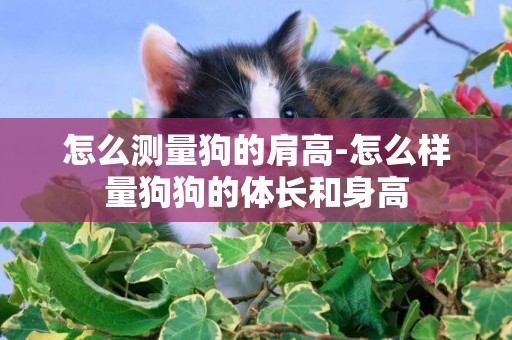 怎么測量狗的肩高-怎么樣量狗狗的體長和身高