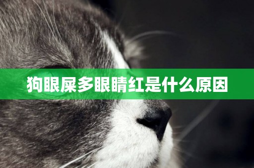 狗眼屎多眼睛紅是什么原因