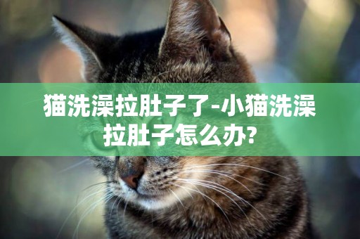 貓洗澡拉肚子了-小貓洗澡拉肚子怎么辦?