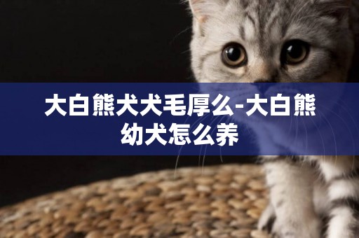 大白熊犬犬毛厚么-大白熊幼犬怎么養