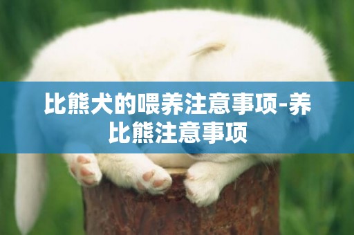 比熊犬的喂養注意事項-養比熊注意事項