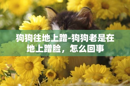 狗狗往地上蹭-狗狗老是在地上蹭臉，怎么回事