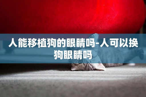 人能移植狗的眼睛嗎-人可以換狗眼睛嗎