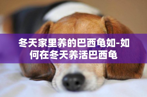 冬天家里養的巴西龜如-如何在冬天養活巴西龜