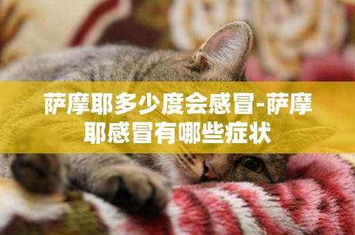 薩摩耶多少度會感冒-薩摩耶感冒有哪些癥狀