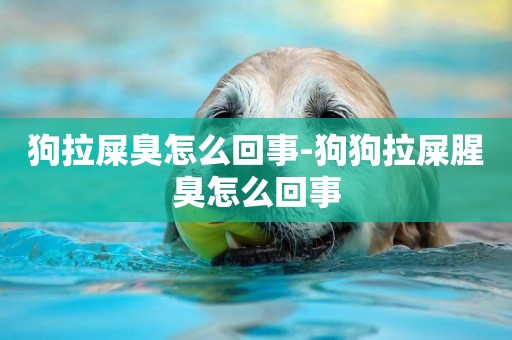 狗拉屎臭怎么回事-狗狗拉屎腥臭怎么回事