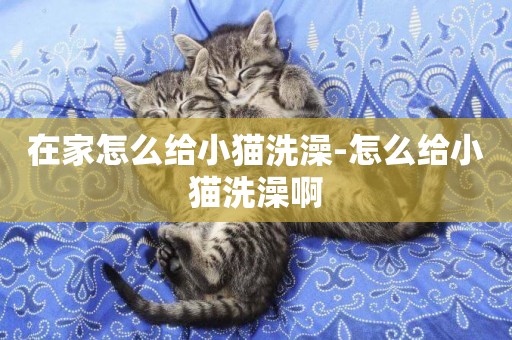 在家怎么給小貓洗澡-怎么給小貓洗澡啊