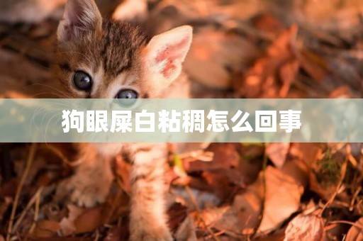 狗眼屎白粘稠怎么回事