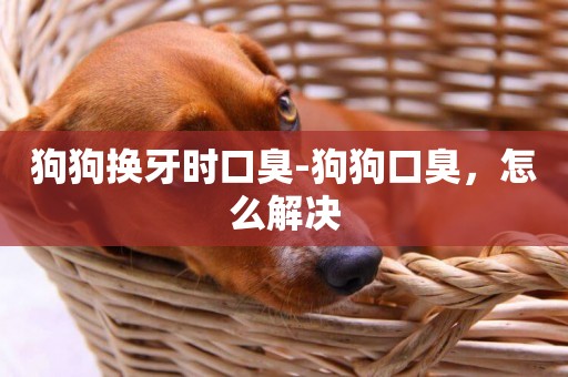 狗狗換牙時口臭-狗狗口臭，怎么解決