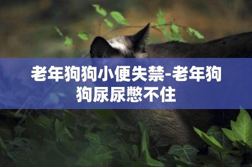 老年狗狗小便失禁-老年狗狗尿尿憋不住