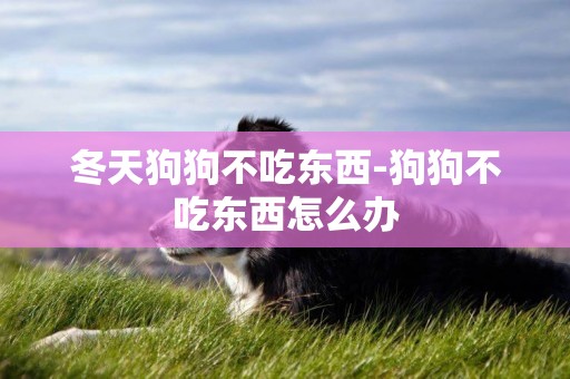 冬天狗狗不吃東西-狗狗不吃東西怎么辦