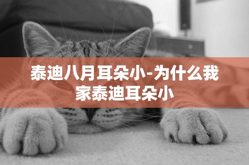 泰迪八月耳朵小-為什么我家泰迪耳朵小