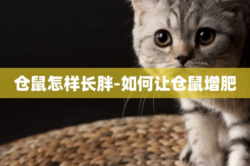 倉鼠怎樣長胖-如何讓倉鼠增肥