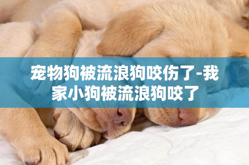 寵物狗被流浪狗咬傷了-我家小狗被流浪狗咬了