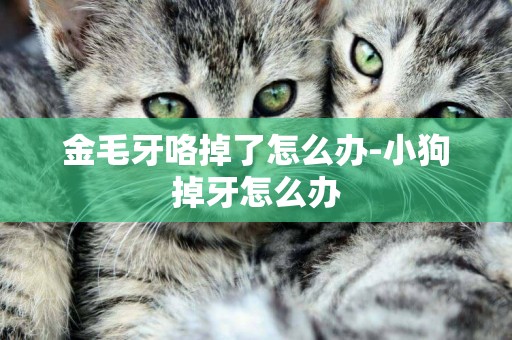 金毛牙咯掉了怎么辦-小狗掉牙怎么辦
