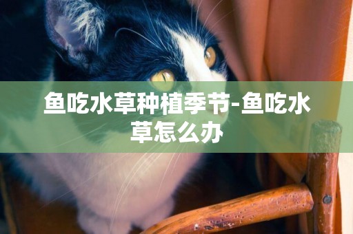 魚吃水草種植季節-魚吃水草怎么辦