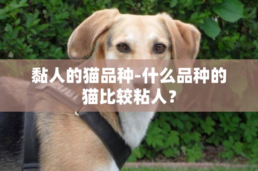 黏人的貓品種-什么品種的貓比較粘人？