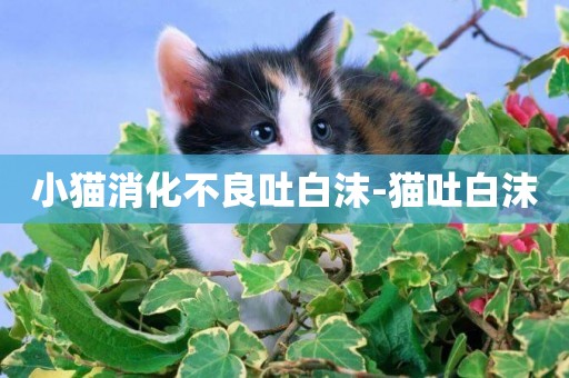 小貓消化不良吐白沫-貓吐白沫