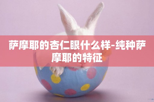 薩摩耶的杏仁眼什么樣-純種薩摩耶的特征