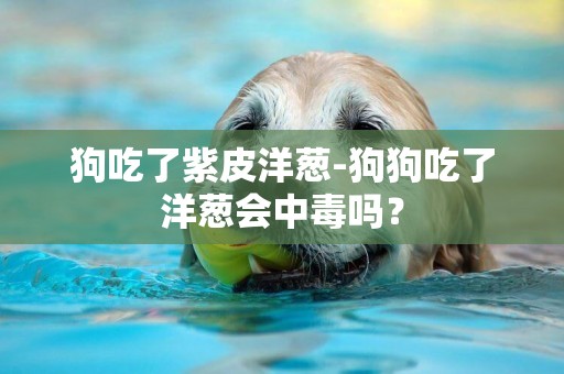 狗吃了紫皮洋蔥-狗狗吃了洋蔥會中毒嗎？