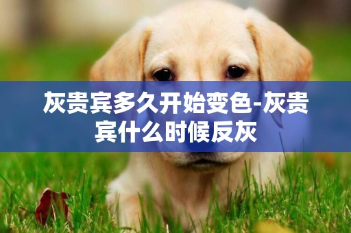 灰貴賓多久開始變色-灰貴賓什么時候反灰