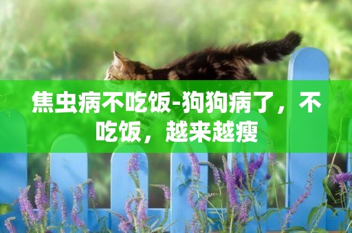 焦蟲病不吃飯-狗狗病了，不吃飯，越來越瘦