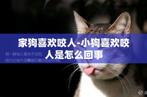 家狗喜歡咬人-小狗喜歡咬人是怎么回事
