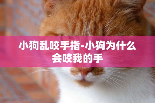 小狗亂咬手指-小狗為什么會咬我的手