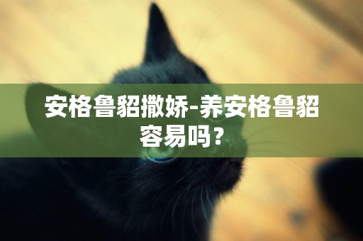 安格魯貂撒嬌-養安格魯貂容易嗎？