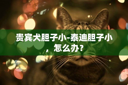 貴賓犬膽子小-泰迪膽子小，怎么辦？