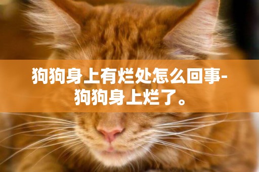 狗狗身上有爛處怎么回事-狗狗身上爛了。