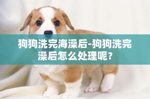狗狗洗完海澡后-狗狗洗完澡后怎么處理呢？