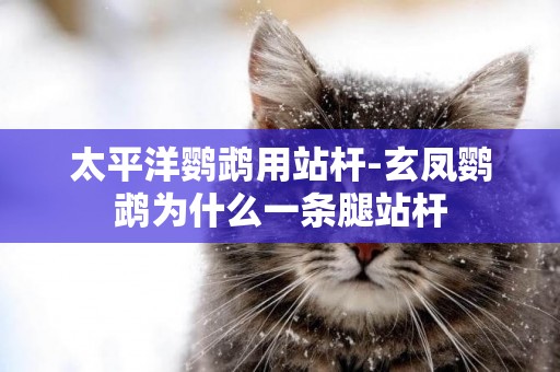 太平洋鸚鵡用站桿-玄鳳鸚鵡為什么一條腿站桿