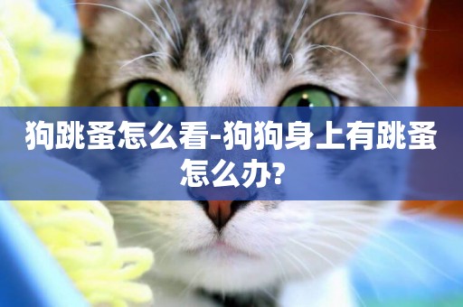 狗跳蚤怎么看-狗狗身上有跳蚤怎么辦?