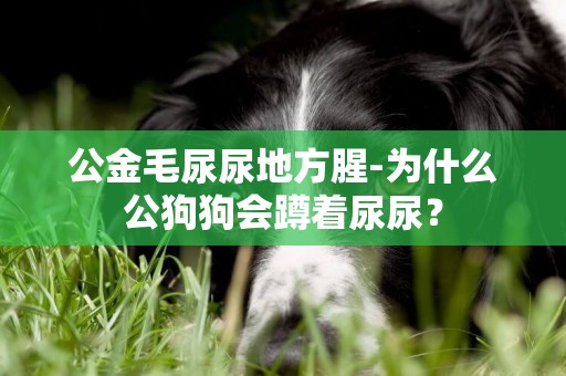 公金毛尿尿地方腥-為什么公狗狗會蹲著尿尿？